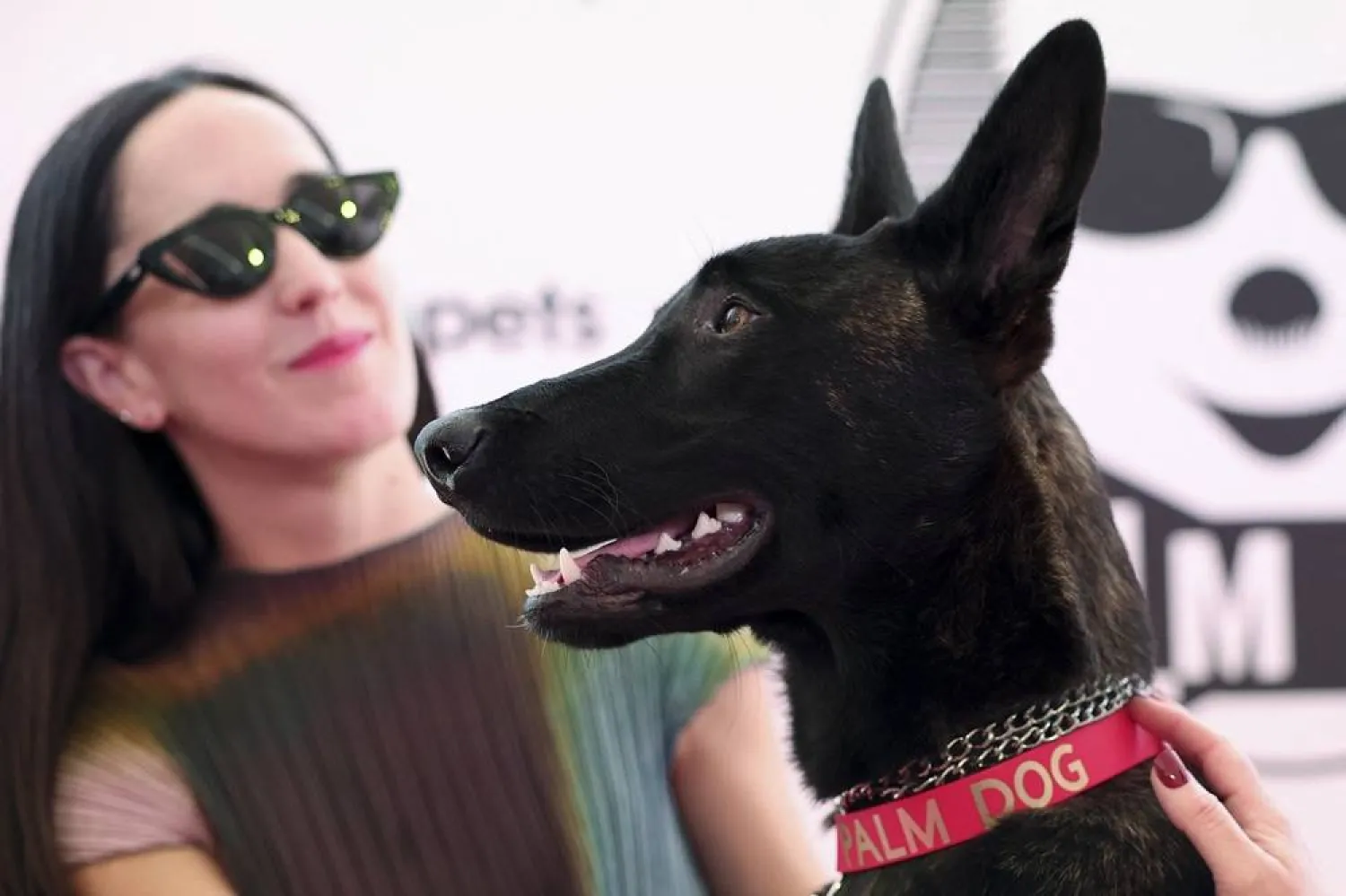 Director Dominga Sotomayor Castillo pets the dog named Apocalypse who receives the Palm Dog award on-behalf of the dog named Yuri, winner of the award for his best canine performance in the film "La Perra" (La Chienne) presented at the Quinzaine des Cineastes (Directors' Fortnight), during the 79th Cannes Film Festival in Cannes, France, May 22, 2026. (Reuters)