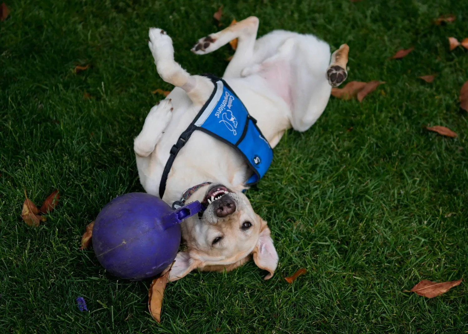 Cincinnati Children's Hospital facility dog Grover plays in the grassy facility dog play area at Cincinnati Children's Hospital in Cincinnati, Monday, May 4, 2026. (AP Photo/Carolyn Kaster)