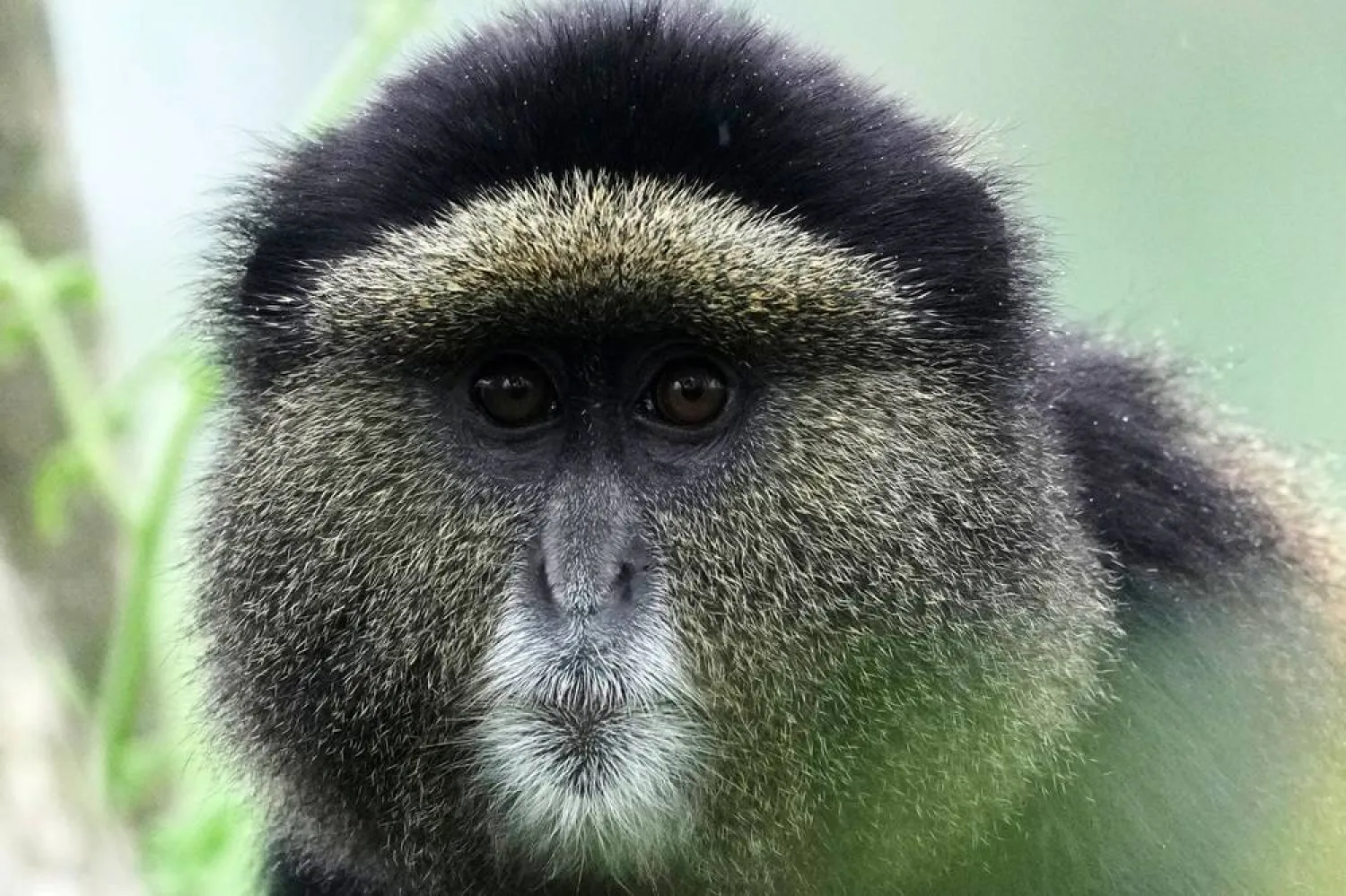 A golden monkey is seen in Volcanoes National Park in Kinigi, Rwanda, Thursday, March 19, 2026. (AP) 