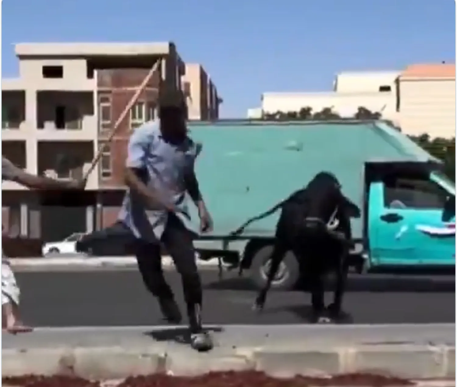 أحد فيديوهات «العجول الهربانة» (إكس)