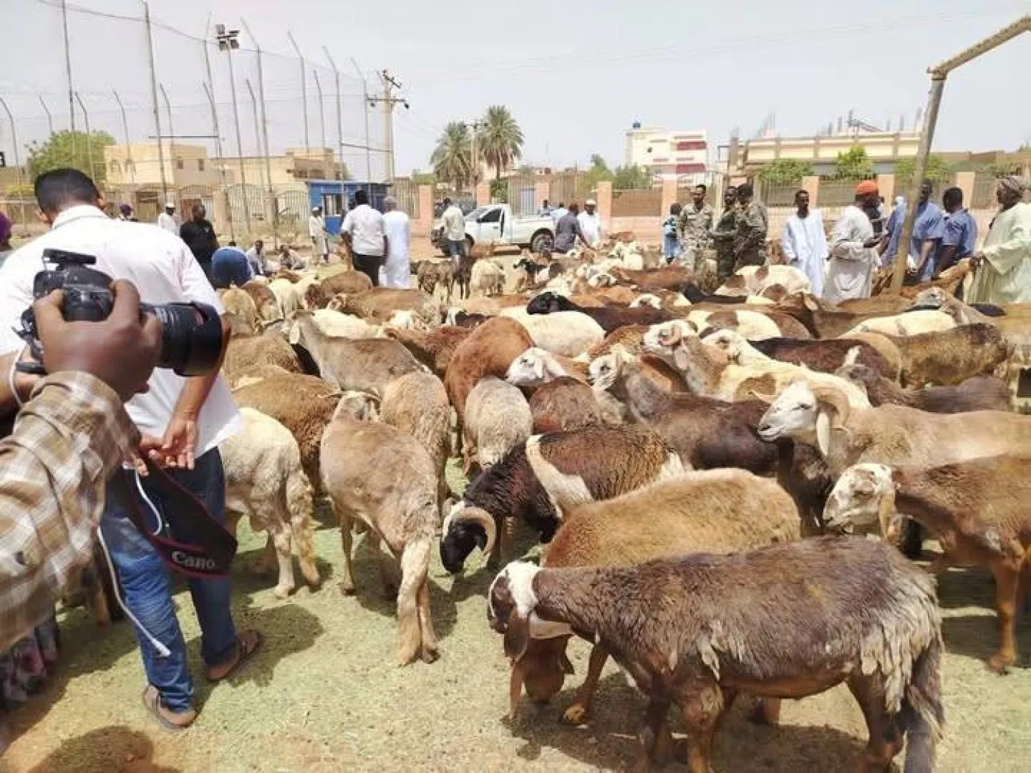 خراف الأضحية في إحدى أسواق الماشية بالخرطوم بينما يلاحظ ضعف الإقبال على الشراء (سونا)

