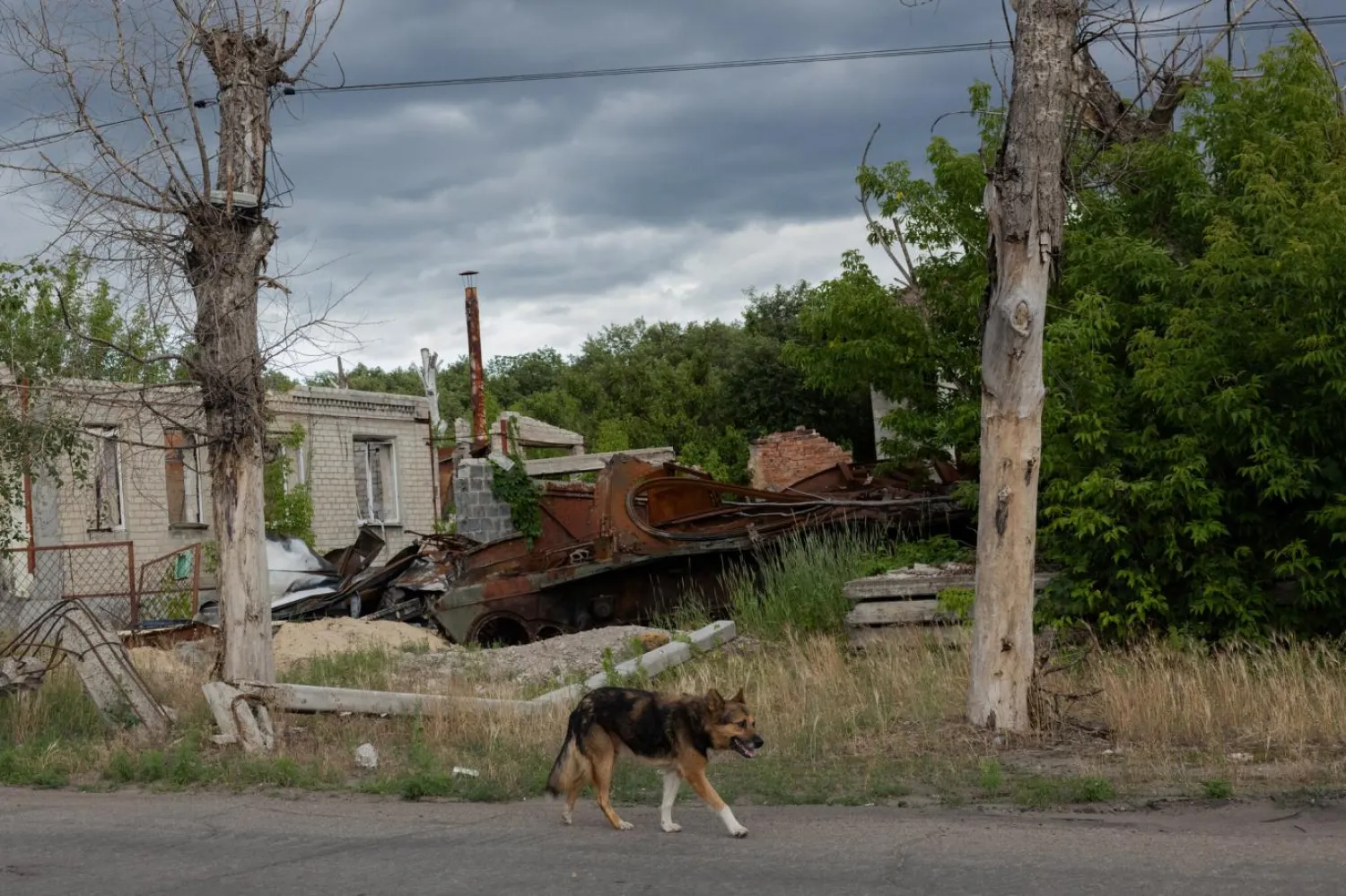 5. yılına giren savaş sırasında pek çok Ukraynalı, köpeklerini arkada bırakıp evlerinden uzaklara kaçtı (AFP)