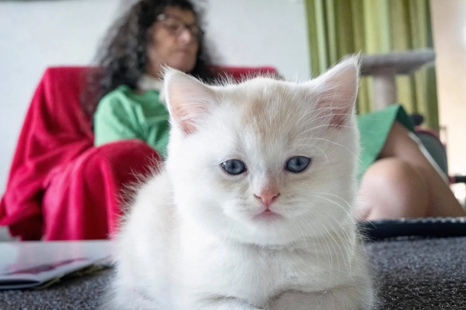 British Shorthair cinsi kedi yavrusu (Hans Lucas/AFP)