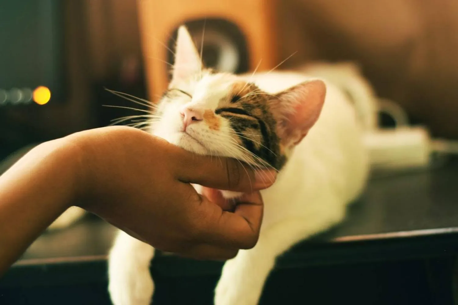 Uzmanlar, kedilerin insanlar üzerindeki olumlu etkisinin, stresi azaltma dışında başka bir etkenden kaynaklandığını düşünüyor (Unsplash)