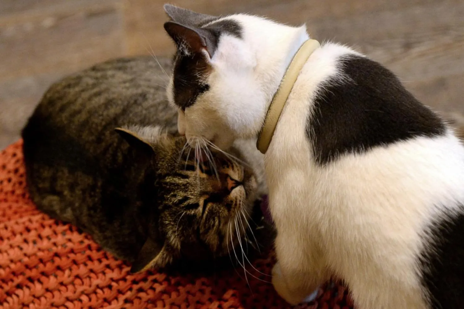 Kediler, Moskova'daki Kediler ve İnsanlar kedi kafesinde dinleniyor (AFP)