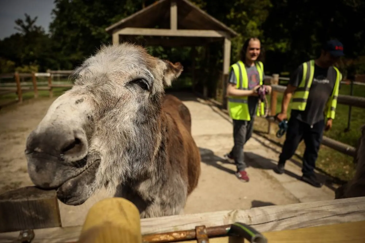  Patients with mental health conditions participate in a therapy session involving donkeys at a psychiatric hospital in Neuilly-sur-Marne, in the eastern suburbs of Paris, Friday, May 29, 2026. (AP) 