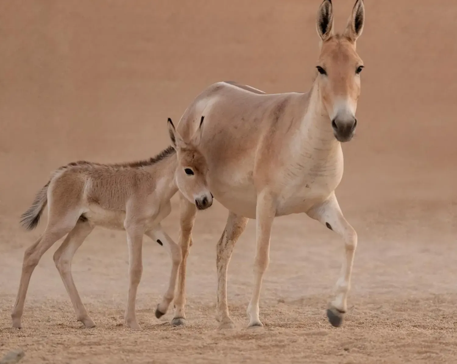  A new female is currently undergoing quarantine before joining the herd later this year from Jordan - SPA