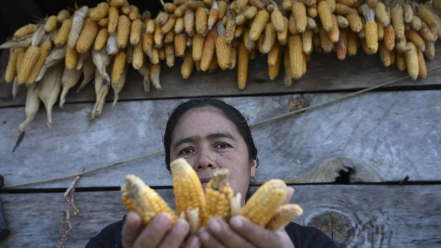 As the drought spreads and forecasts for the El Nino phenomenon grow increasingly bleak, a fear of hunger grips the residents of the Indigenous village of Cunen in northern Guatemala. Johan ORDONEZ / AFP
