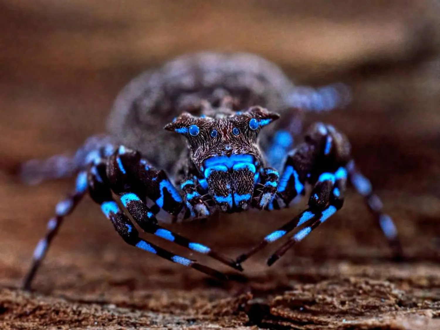 A crowned crab spider that fluoresces under UV light, discovered during a scientific expedition to Angola's remote Lisima plateau, is pictured in this handout image obtained by Reuters on June 3, 2026. (The Wilderness Project/Handout via Reuters) 