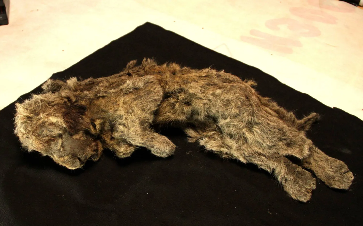 The remains of a frozen female cave lion cub named Sparta, about 32,000 years old and recovered in northeastern Siberia, are pictured in Yakutsk, Russia, in this photograph from 2018, obtained on June 3, 2026. Love Dalen/Handout via REUTERS