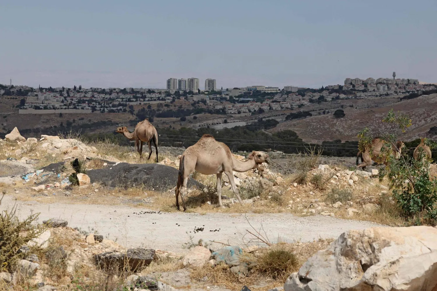 A photograph taken from a land corridor that Israel plans to use for its controversial E1 settlement project, near the Arab town of al-Tur in Israel-annexed east Jerusalem, shows camels belonging to Bedouins gathered on a hill overlooking the Israeli settlement of Maale Adumim (background) on May 31, 2026. (Photo by AHMAD GHARABLI / AFP)