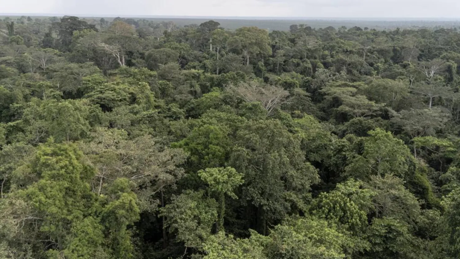 Only 40 elephants are thought to live in Nigeria's Okomu forest, as their population has collapsed across the country. John OKUNYOMIH / AFP
