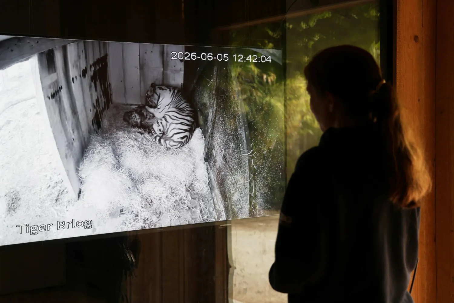 A visitor watches the Siberian tiger cubs with their mother on a screen at the zoo in Ljubljana. AP