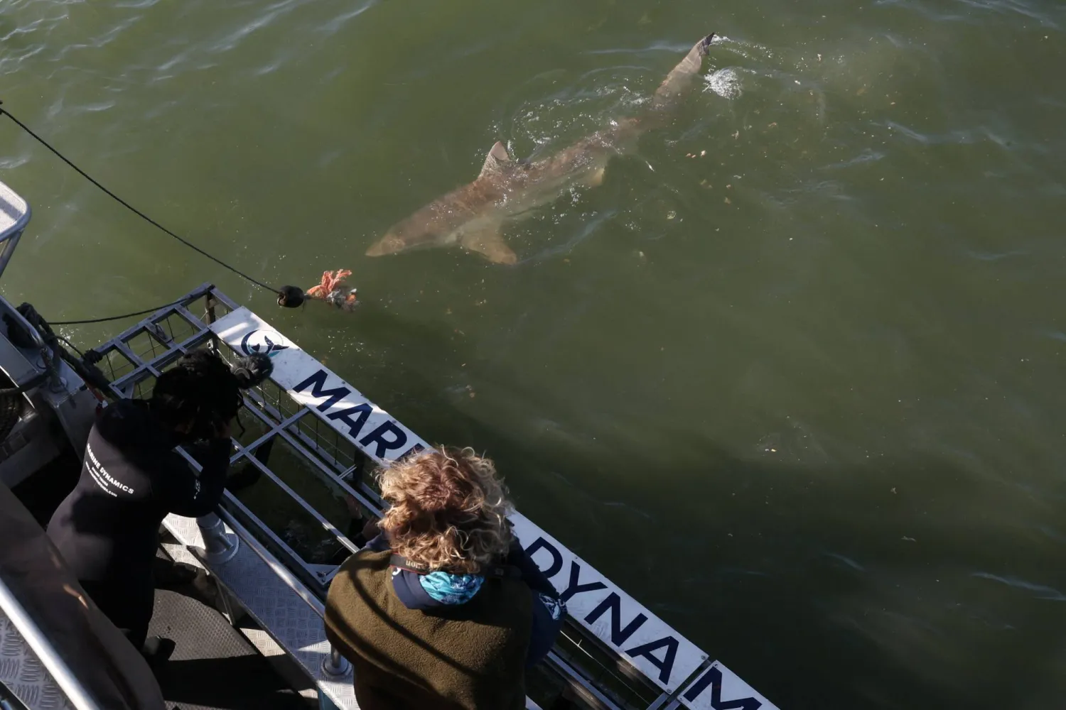 A shark swims close to a diving cage during a shark cage diving experience off the coast of Gansbaai, Western Cape, South Africa, May 15, 2026. REUTERS/Esa Alexander