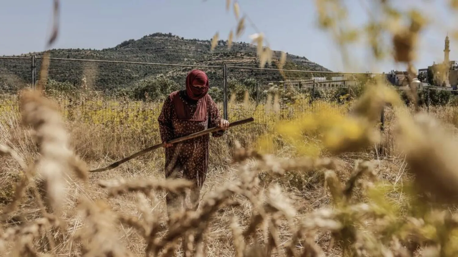 Palestinians are rushing to gather in their crops against a backdrop of violence from Israeli settlers. Zain JAAFAR / AFP

