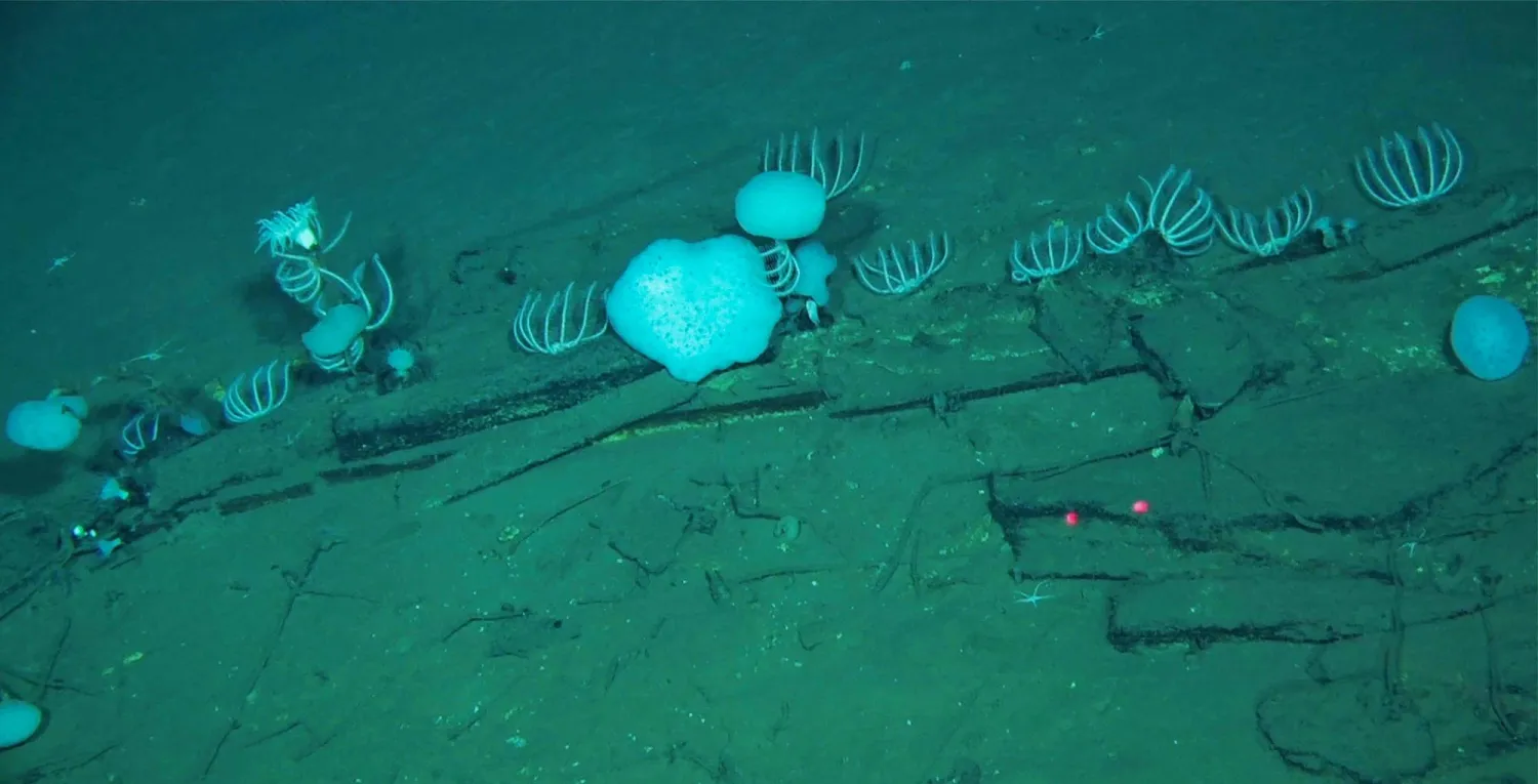 This handout photograph taken by Global TREnD, IDSSE, seven kilometers under the sea on the deep seafloor of the Diamantina Zone in the Indian Ocean in 2023 and released on June 10, 2026, shows whale bones at the world's biggest known whale graveyard discovered by the Chinese submersible Fendouzhe. (Handout / Global TREnD, IDSSE / AFP)