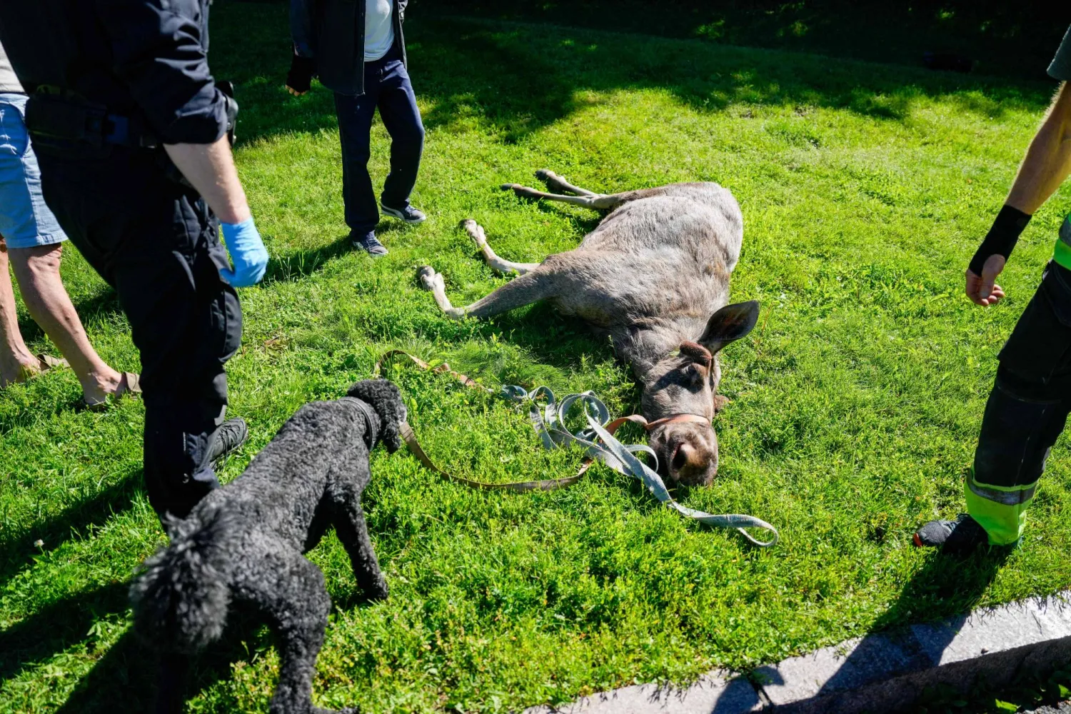 People and personell from the wildlife board mill around a dead moose that had strayed into Majorstuen,a inner city area in Oslo, Norway on, June 11, 2026. (Photo by Javad Parsa / NTB / AFP)