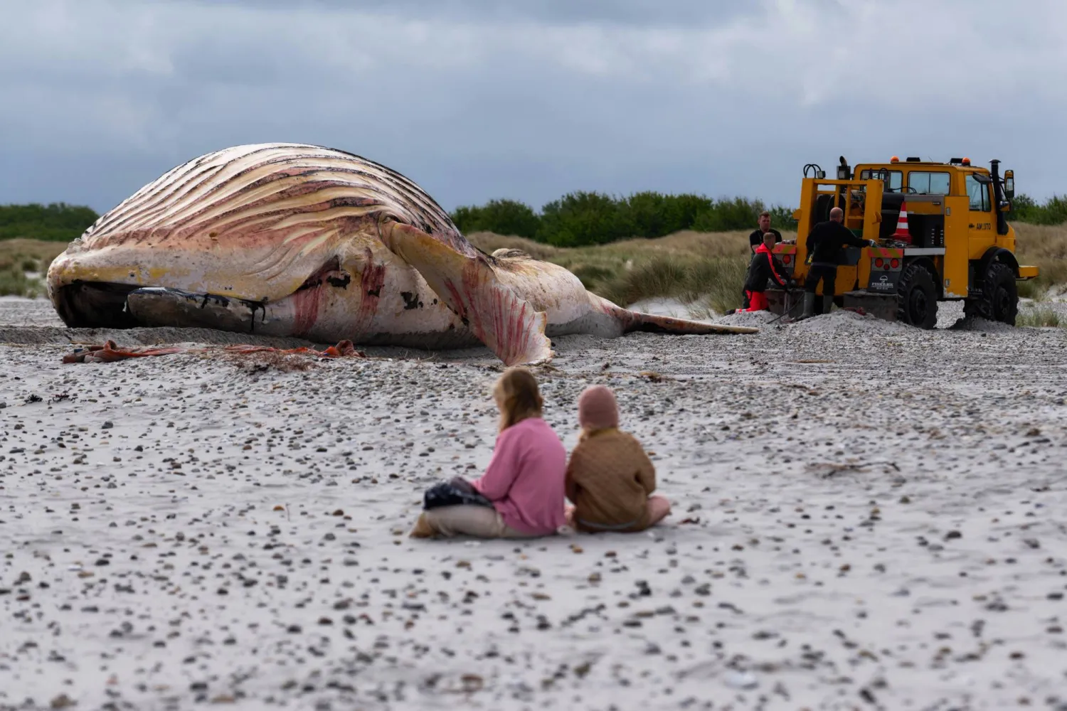 FILED - 30 May 2026, Denmark, Anholt: Two people sit in the sand near the carcass of "Timmy," a famous humpback whale washed ashore on the Danish island of Anholt. Photo: Marcus Golejewski/dpa