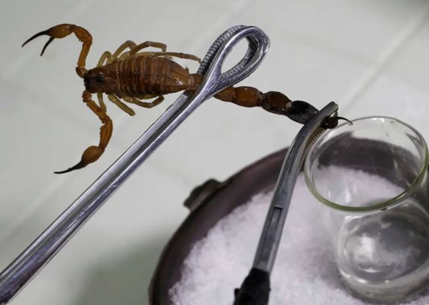 A worker extracts venom from a scorpion to produce homeopathic medicine Vidatox at LABIOFAM, the Cuban state manufacturer of medicinal and personal hygienic products, in Cienfuegos, Cuba, December 3, 2018. REUTERS/Stringer
