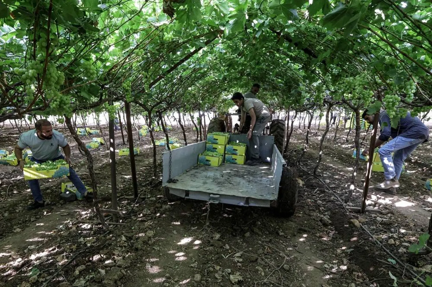  Palestinian farm workers harvest grape vines at the Samer Hamdan vineyards in the village of Beit Hasan on the outskirts of the Jordan Valley, east of Nablus in the Israeli-occupied West Bank, on June 13, 2026. (AFP) 