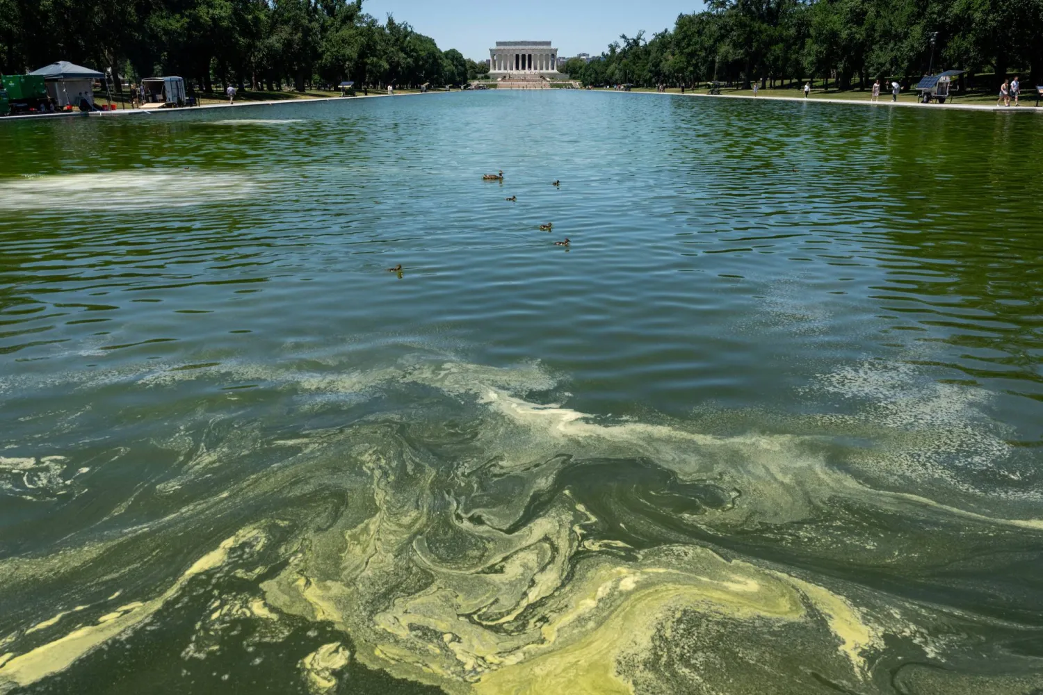 Ducks swim through algae in the Lincoln Memorial Reflecting Pool, after recent renovations following a directive from US President Donald Trump to paint it blue ahead of the 250th anniversary of US Independence, in Washington, D.C., US, June 16, 2026. REUTERS/Eric Lee