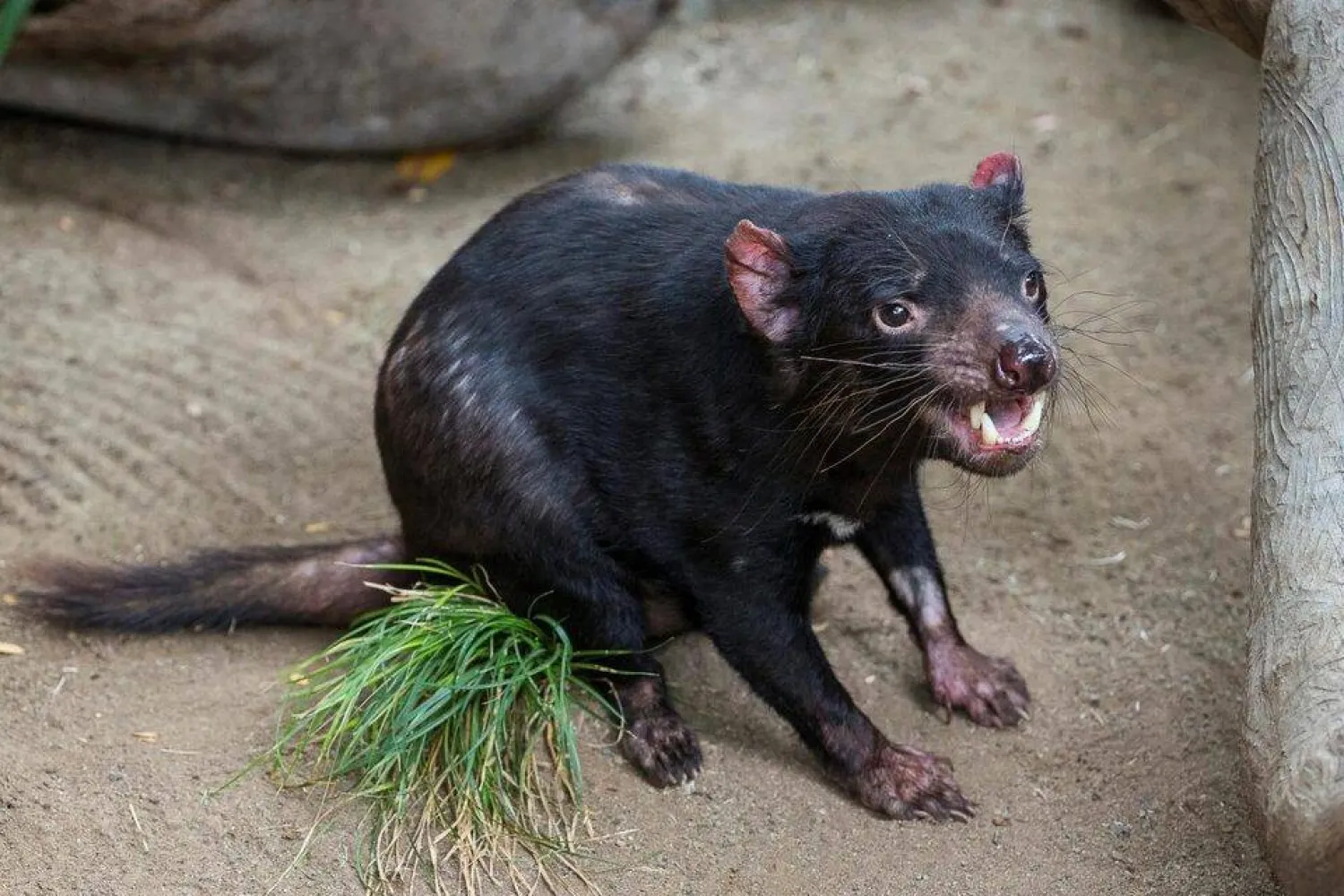 A Tasmanian devil named Nick is seen at the Conrad Prebys Australian Outback at the San Diego Zoo in San Diego, California May 31, 2016. Courtesy Ken Bohn/San Diego Zoo/Handout via Reuters