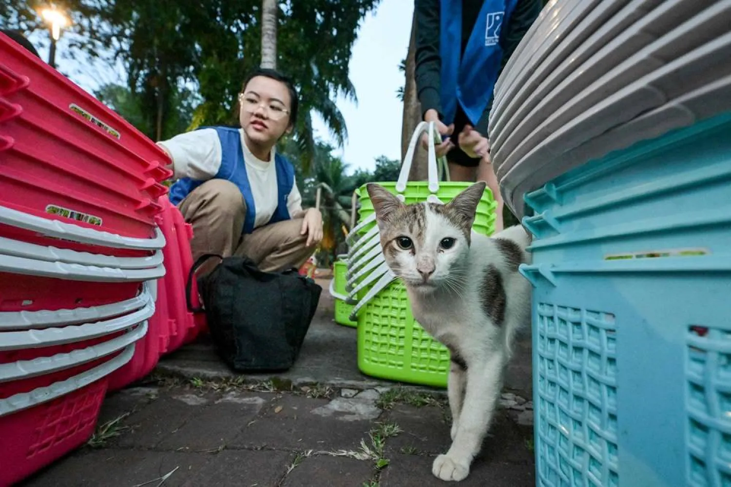This picture taken on May 14, 2026 shows a volunteer preparing carriers to transport stray cats from a park in Jakarta to be vaccinated and neutered. (AFP)