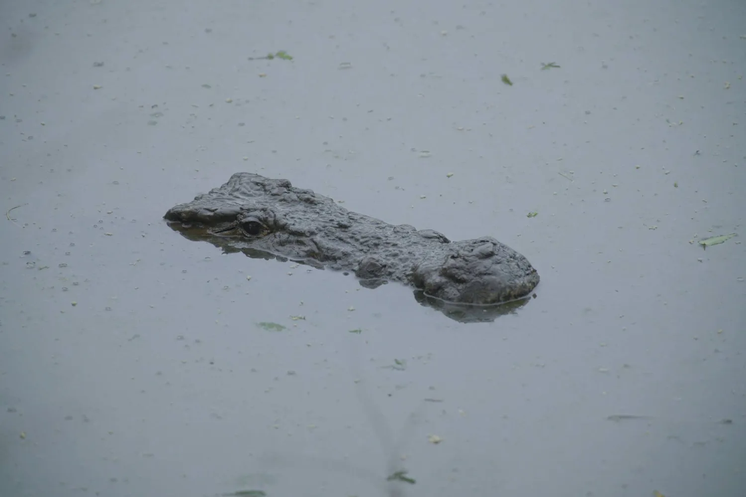 A crocodile swims in Bandia Conservation Park, in Mbour, Senegal June 14, 2026. REUTERS/Raghed Waked