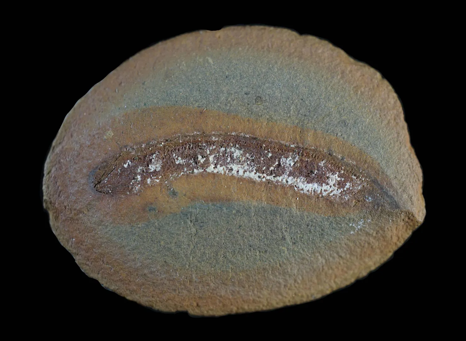 This undated image courtesy of The Field Museum shows an Embolomere fossil. (Photo by Arjan MANN / Field Museum / AFP)