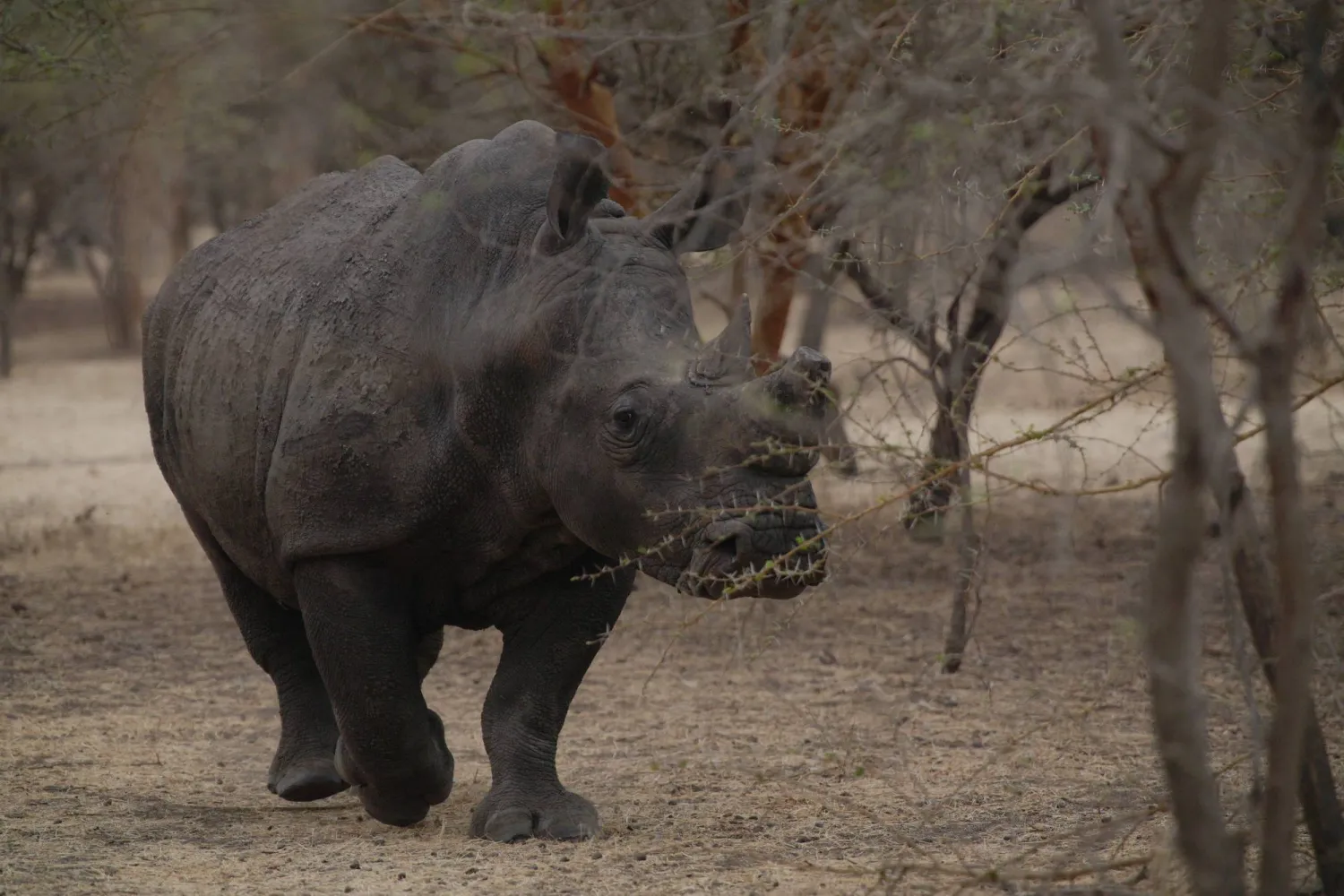 A rhinoceros walks in Bandia Conservation Park, in Mbour, Senegal June 14, 2026. REUTERS/Raghed Waked