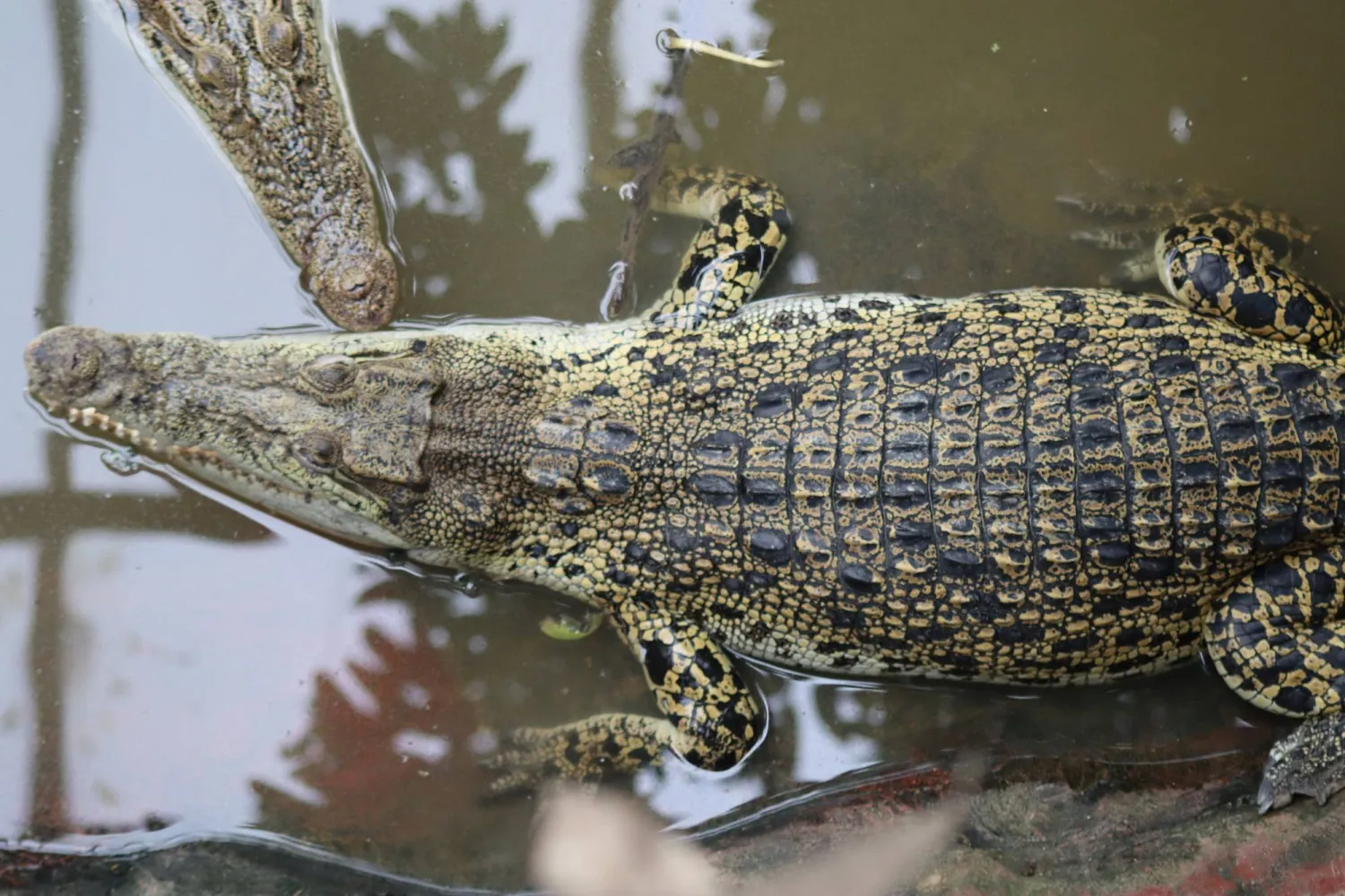 Crocodiles in an enclosure at Johnsons of Old Hurst, a farm and zoo in Old Hurst, Cambridgeshire, Britain, April 14, 2026, in this still image obtained from social media. Dorota "Dee" Trajdos/via REUTERS