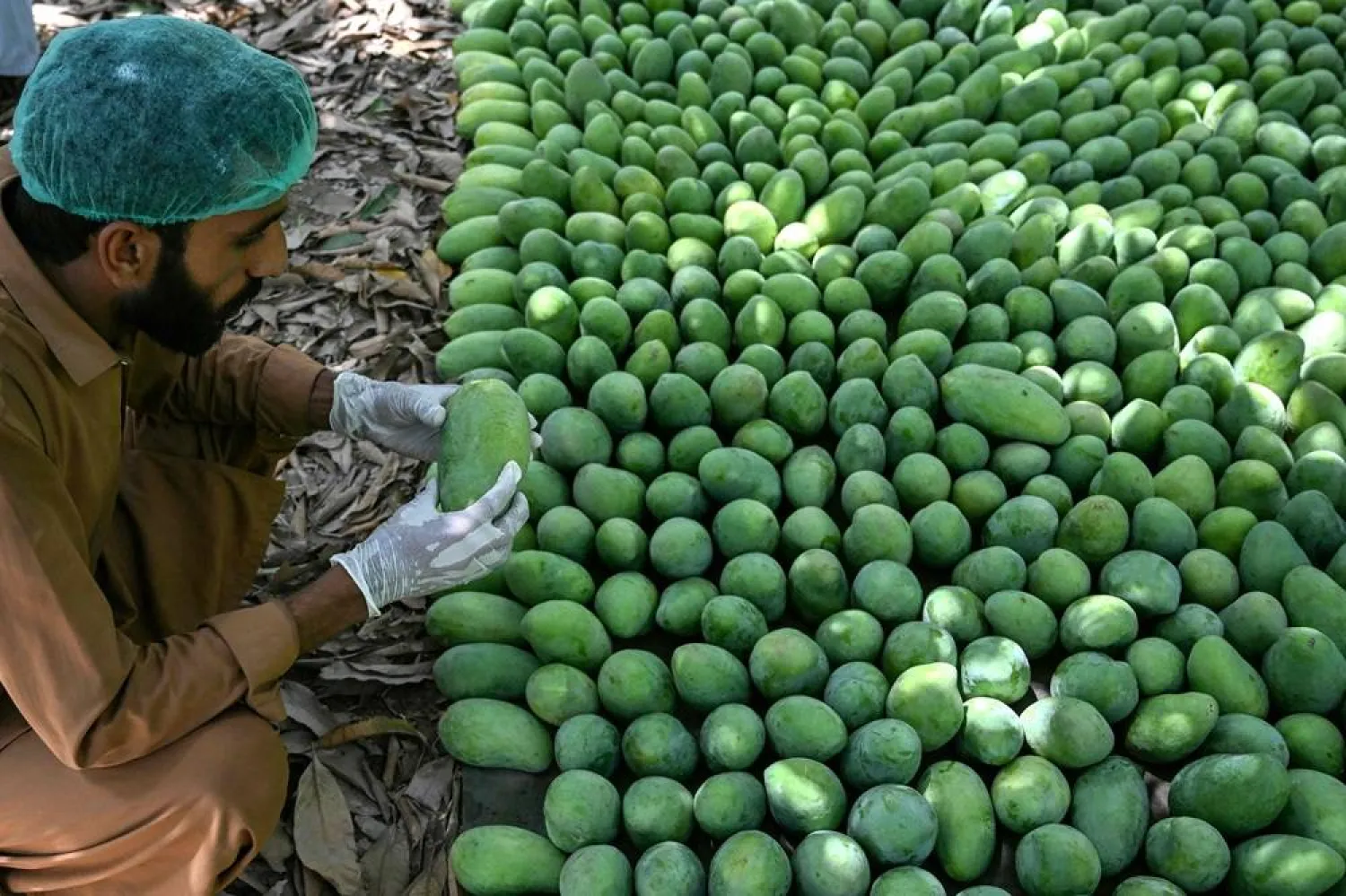 This photograph taken on June 4, 2026 shows a worker checking the quality of mangoes at an orchard in Hyderabad City, in Pakistan's Sindh province. (AFP) 