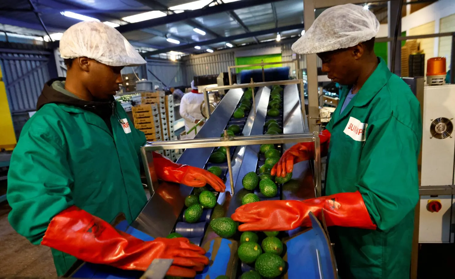  Workers sort avocados for export to Chinese markets, at the Sunripe fresh fruits exporters factory in Limuru district of Kiambu County near Nairobi, Kenya June 4, 2026. (Reuters)
