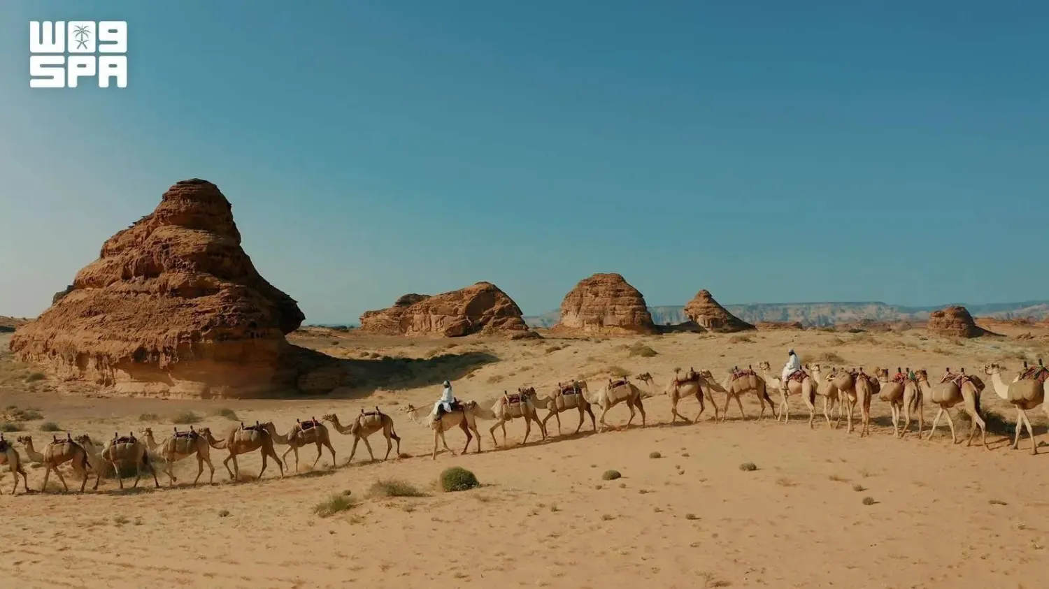 In Saudi Arabia, the relationship with camels extends beyond traditional heritage to form an integral part of national identity and collective memory. (SPA)