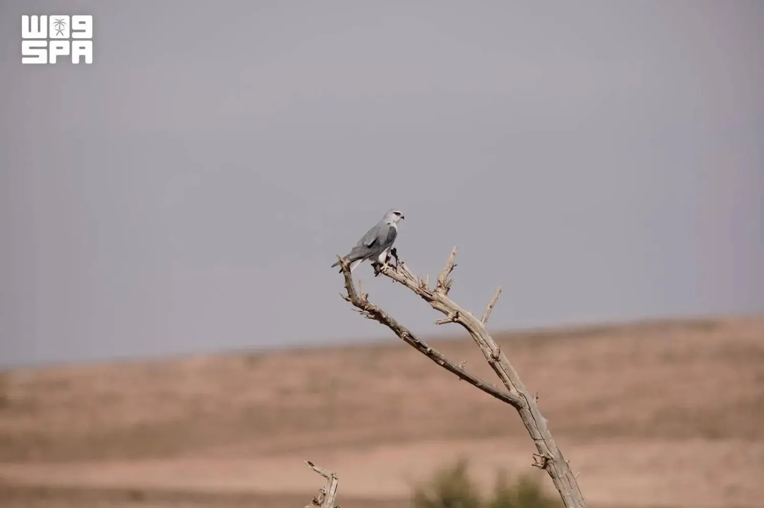 The Black-winged Kite is a bird of prey associated with open habitats that provide suitable nesting trees and reliable food sources. (SPA)