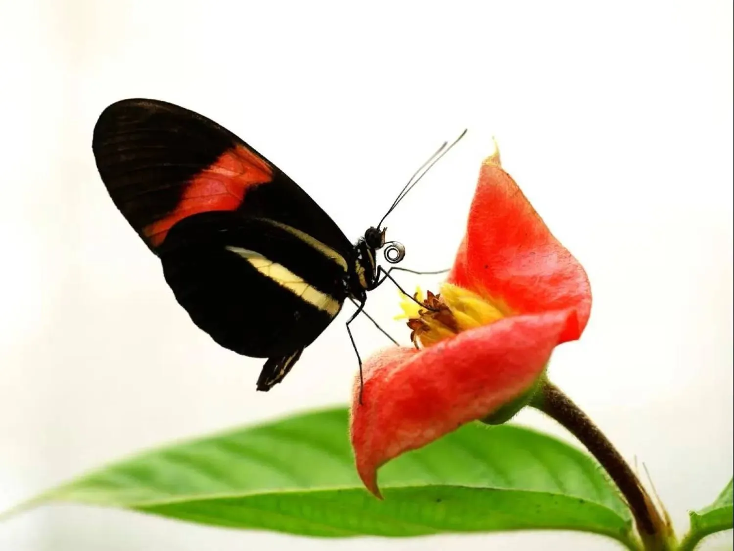 A Heliconius melpomene butterfly feeds on pollen. (Nature Communications)