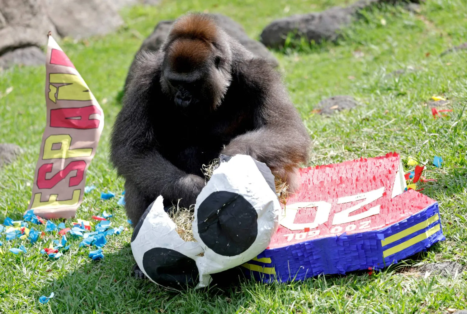 A Lowland gorilla plays during an environmental enrichment activity, predicting the outcome of the Spain vs. Uruguay FIFA World Cup football match, with Uruguay winning, at the Guadalajara Zoo in Guadalajara, Jalisco, Mexico, on June 5, 2026. (Photo by ULISES RUIZ / AFP)