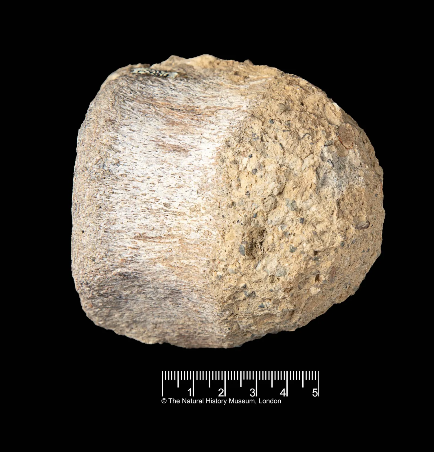 This image provided by the Natural History Museum shows a fossil found in Antarctica that belongs to a group of dinosaurs called titanosaurs. (Natural History Museum via AP)