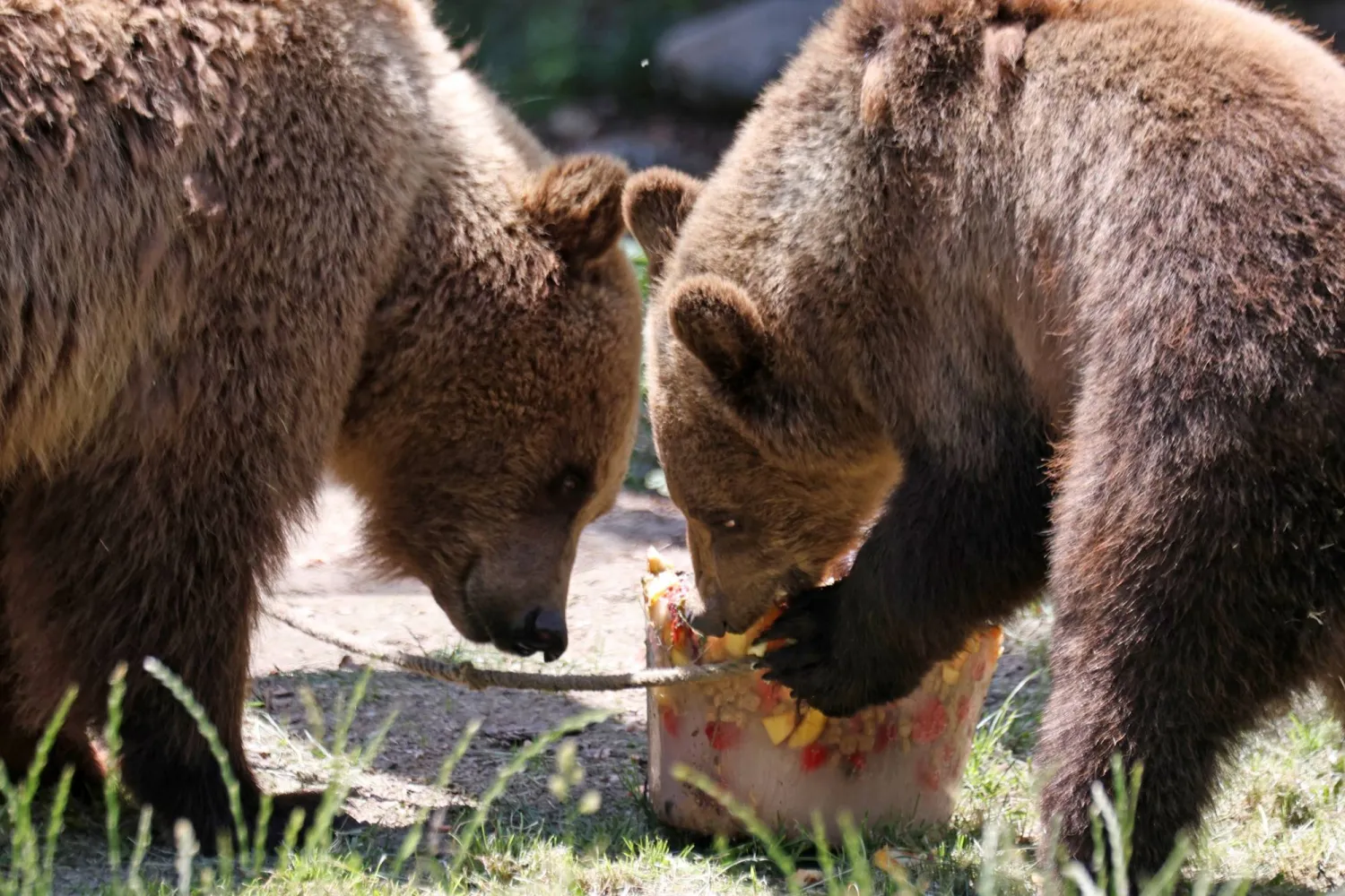 Brown bears at Hexentanzplatz Zoo are given fruit in ice to cool off during a heatwave, in Thale, Germany, Wednesday, June 24, 2026. (Matthias Bein/dpa via AP)