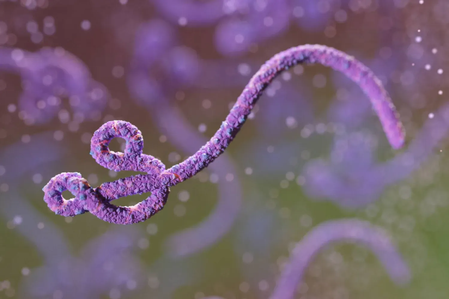 Ebola'nın temsili görseli