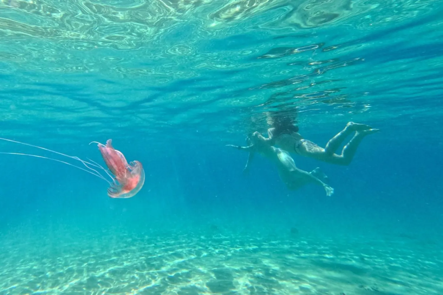 Mikonos açıklarında Pelagia noctiluca türü denizanası denizde süzülüyor (AFP)