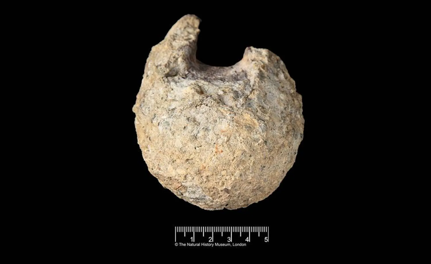 This image provided by the Natural History Museum shows a fossil found in Antarctica that belongs to a group of dinosaurs called titanosaurs. (Natural History Museum via AP) 