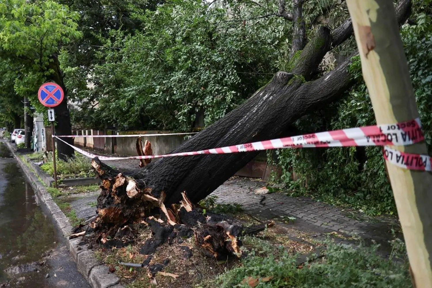 An uprooted tree following heavy gusts of wind during a strong storm in northern Bucharest, Romania, July 1, 2026. (Inquam Photos/Octav Ganea via Reuters)