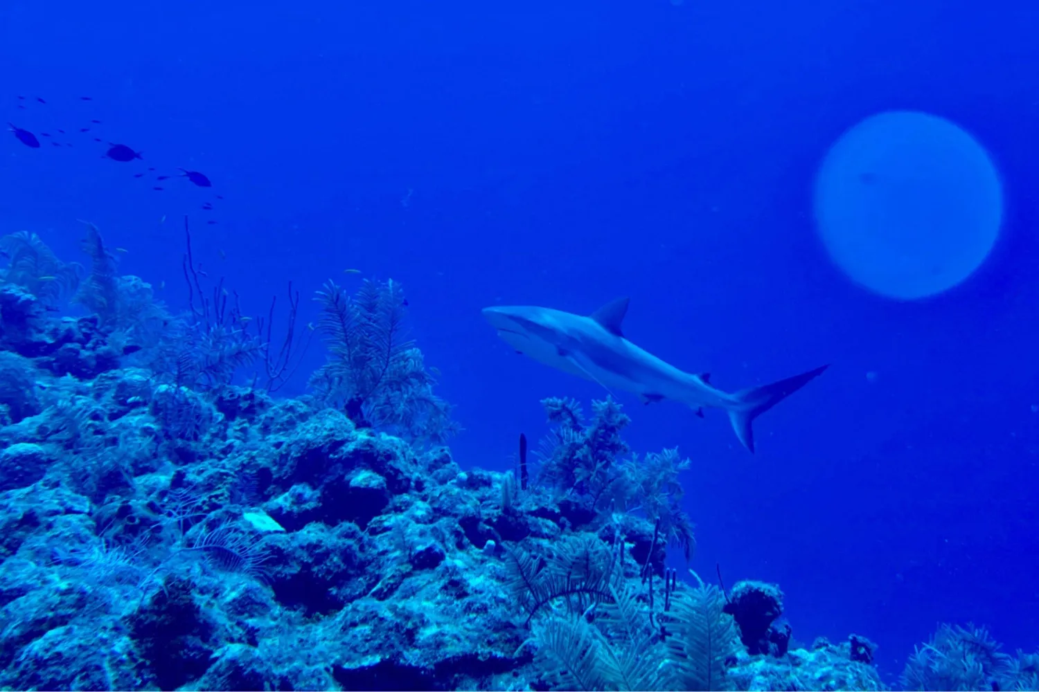 This underwater photograph shows a tiger shark at a depth of 20 meters off Providencia Island, in the Colombian Caribbean Sea, on November 17, 2025. (AFP)