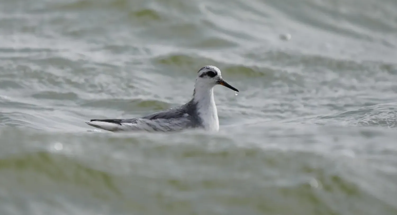 The red phalarope is a migratory seabird that spends most of its life cycle on the open ocean and breeds in Arctic regions. - SPA