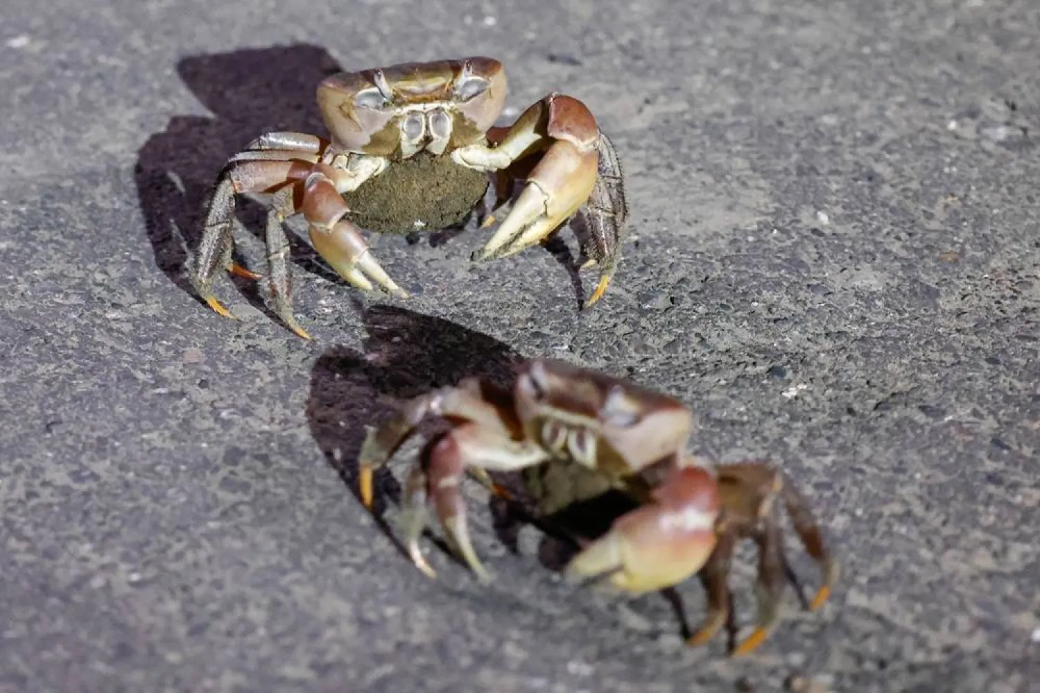 Pregnant mangrove land crabs during the annual breeding season at Taijiang National Park in Tainan, Taiwan, July 3 2026. (Reuters) 