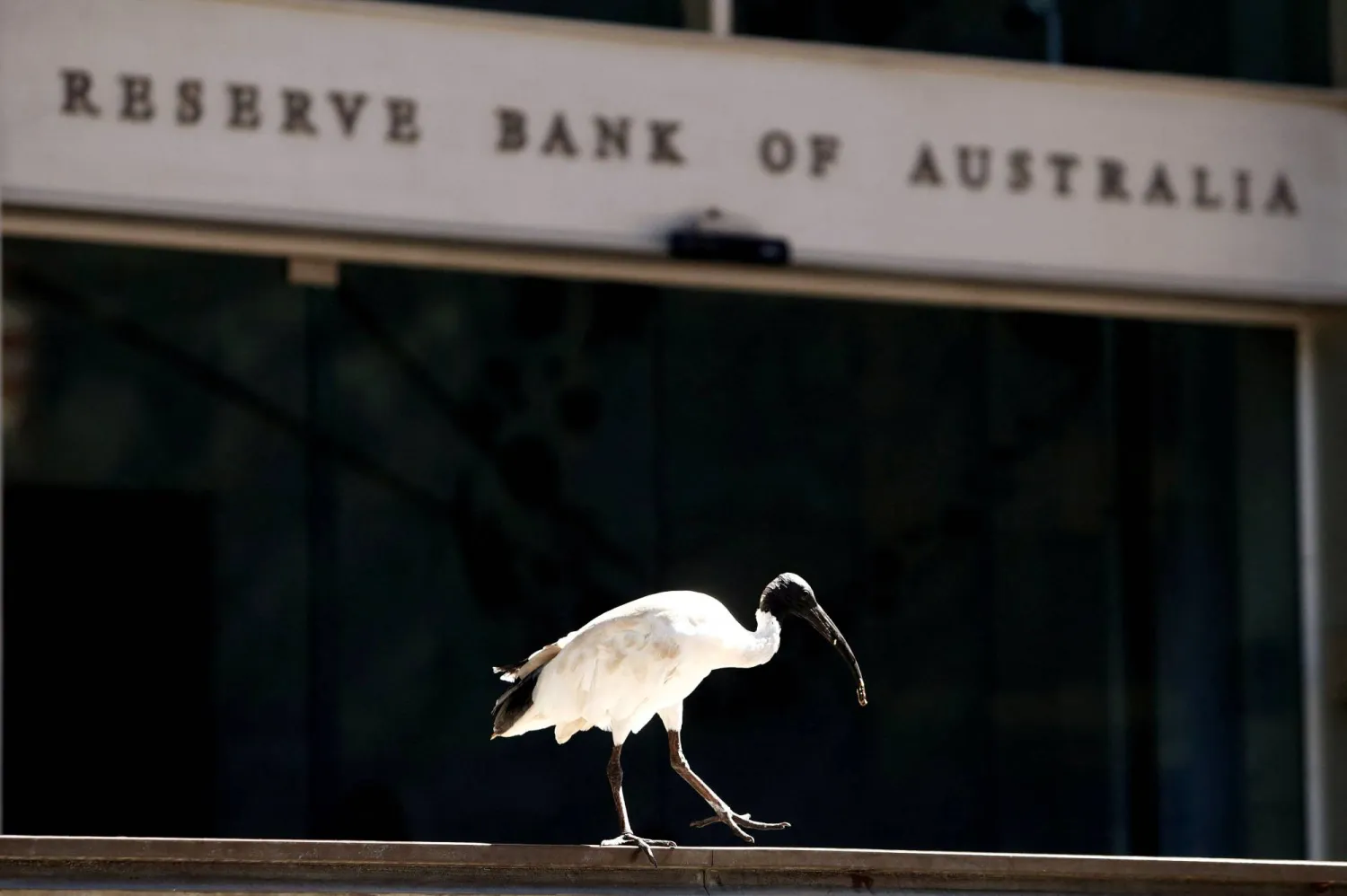 FILE PHOTO: An ibis bird perches next to the Reserve Bank of Australia headquarters in central Sydney, Australia February 6, 2018. REUTERS/Daniel Munoz/File Photo
