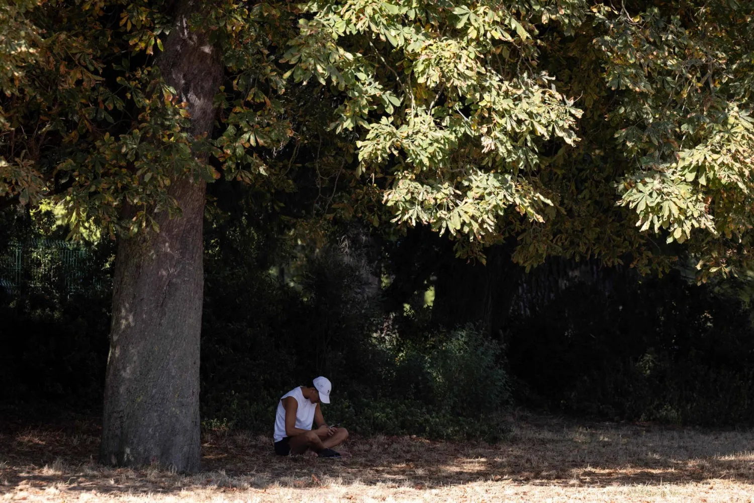 A man sits in the shade of a tree to protect from the sun during a heatwave at the Bois de Vincennes park in Paris on July 11, 2026. (Photo by Behrouz MEHRI / AFP)