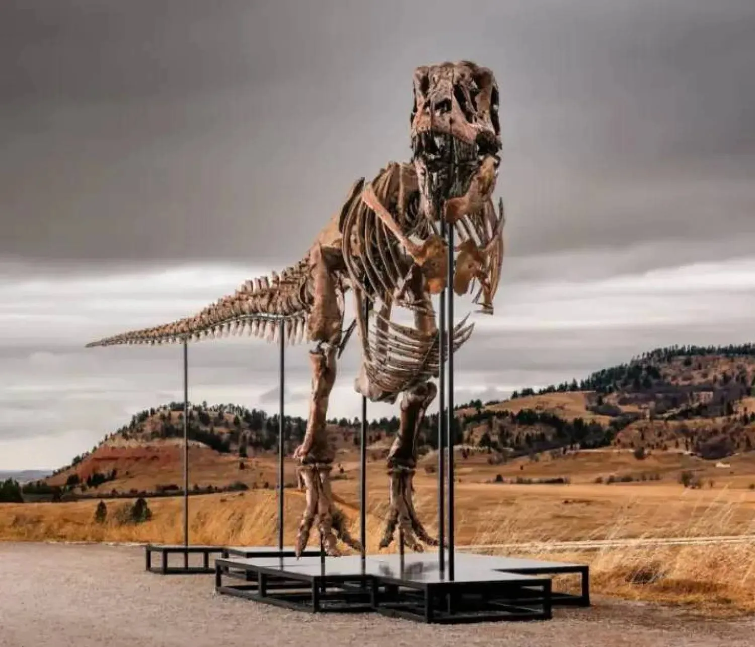 A Tyrannosaurus Rex dinosaur (Sotheby's) 