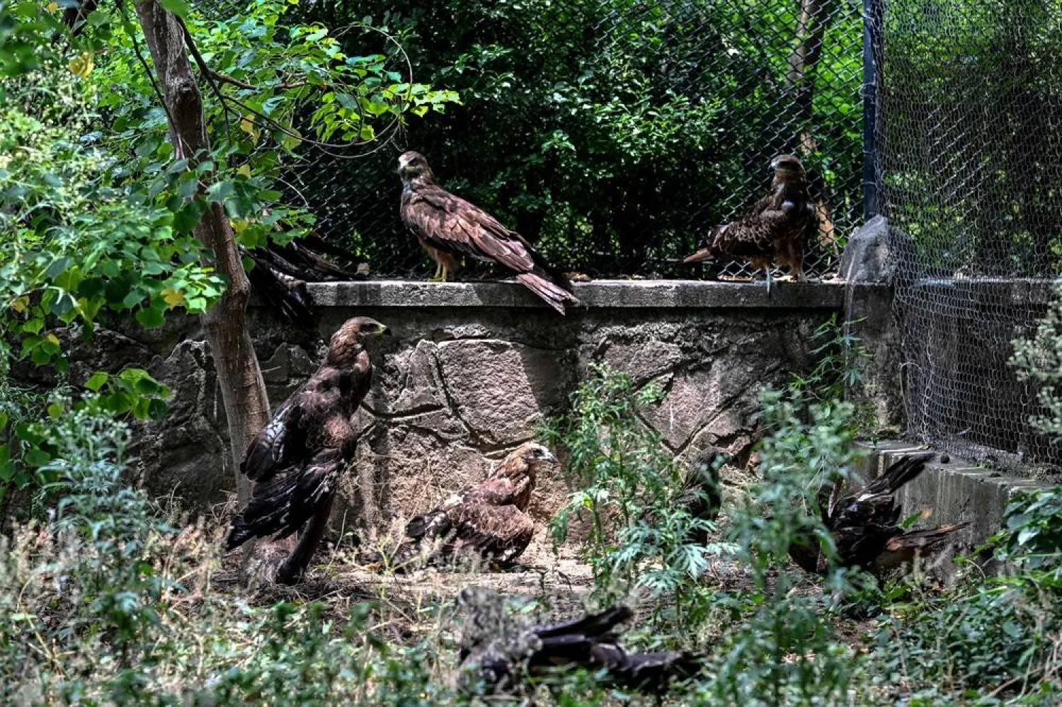 This photograph taken on July 7, 2026 shows kites resting inside a cage at the Margallah Wildlife Rescue Center in Islamabad. (AFP)